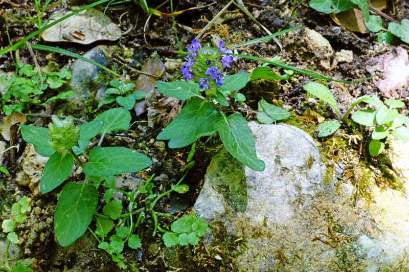 Prunella vulgaris